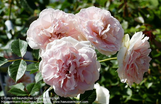 Strauchrose 'Matthias Claudius'  -R- 'Matthias Claudius' (Rosa  STR V)