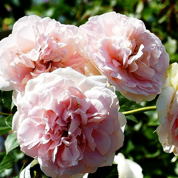 Strauchrose 'Matthias Claudius' -R- (Rosa STR V)