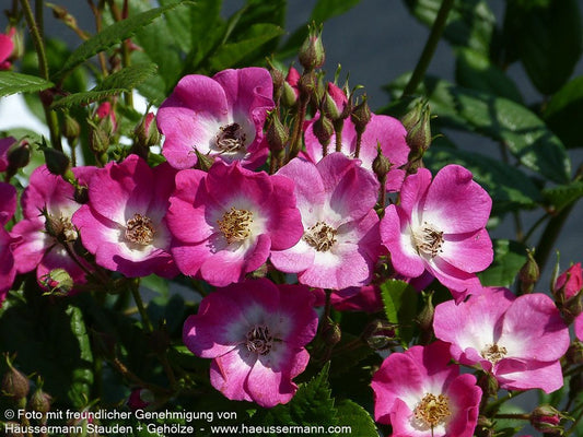 Strauchrose 'Mozart' (Rosa  STR III)