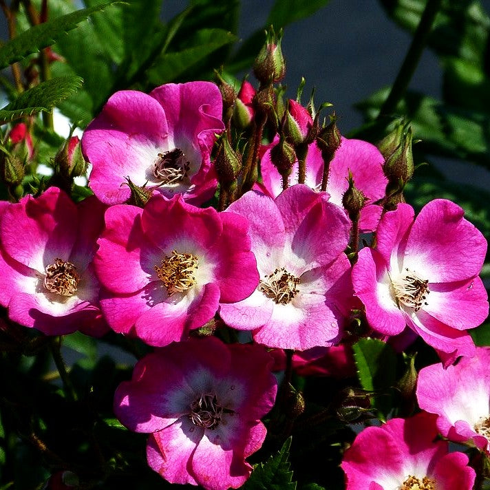 Strauchrose 'Mozart' (Rosa STR III)