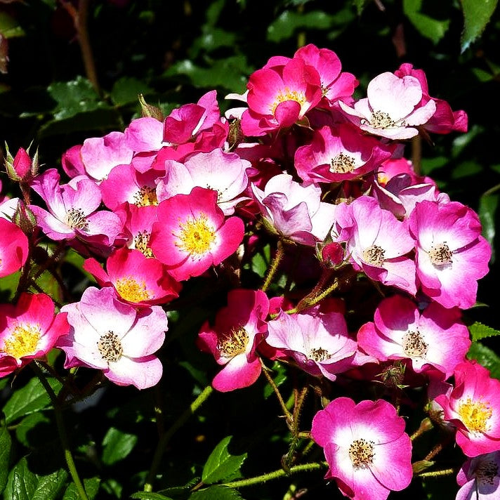 Strauchrose 'Mozart' (Rosa STR III)