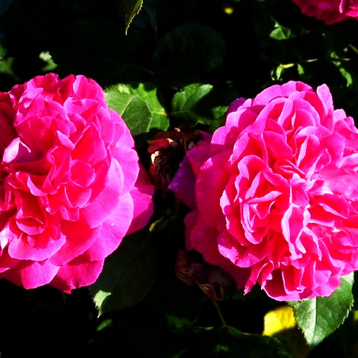 Strauchrose 'Munstead Wood' (Rosa STR VI)