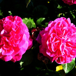 Strauchrose 'Munstead Wood' (Rosa STR VI)