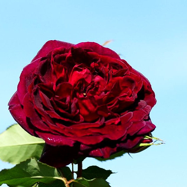 Strauchrose 'Munstead Wood' (Rosa STR VI)
