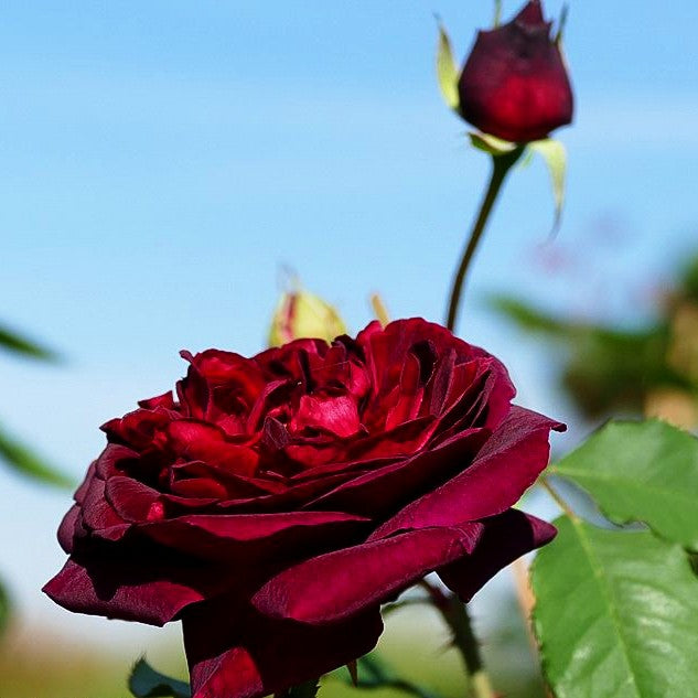 Strauchrose 'Munstead Wood' (Rosa STR VI)