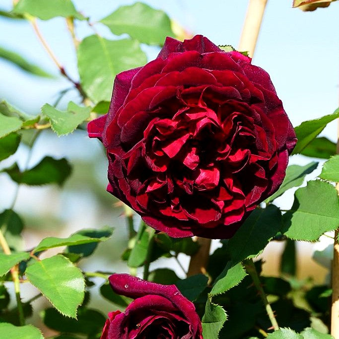 Strauchrose 'Munstead Wood' (Rosa STR VI)