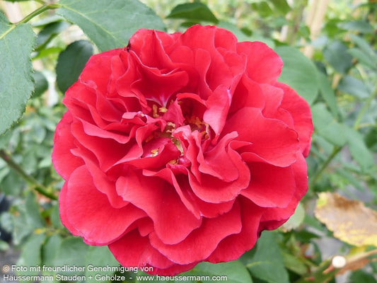 Strauchrose 'Nadia Renaissance' (Rosa  STR V)