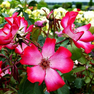 Strauchrose 'Pretty Kiss' (Rosa STR IV)