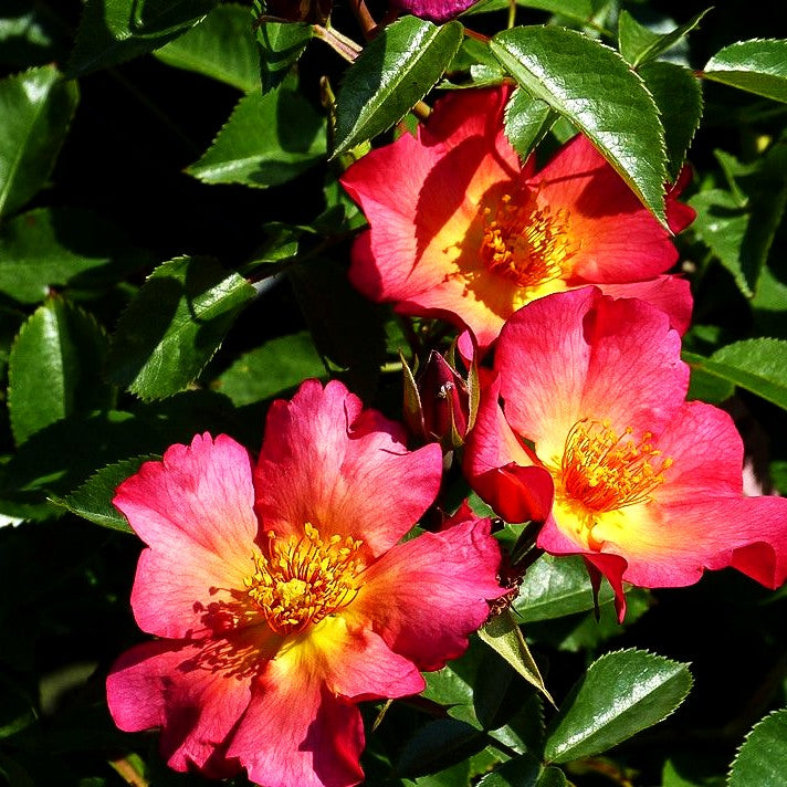 Strauchrose 'Pretty Sunrise' (Rosa STR IV)