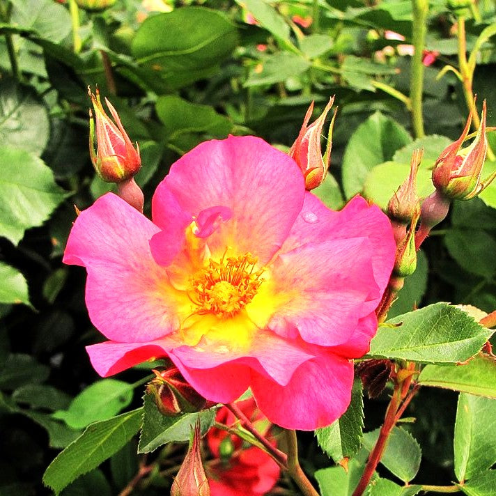 Strauchrose 'Pretty Sunrise' (Rosa STR IV)
