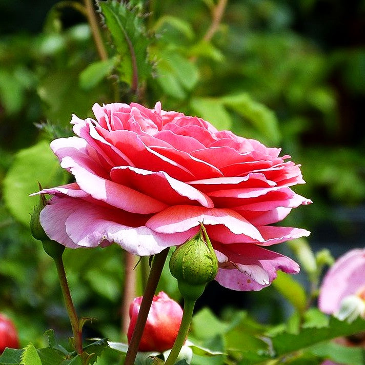 Strauchrose 'Princss.Alexandra of Kent' (Rosa STR VI)