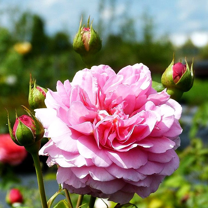 Strauchrose 'Princss.Alexandra of Kent' (Rosa STR VI)