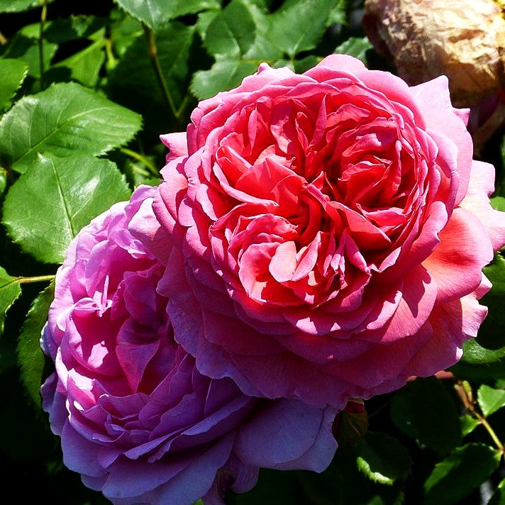 Strauchrose 'Princss.Alexandra of Kent' (Rosa STR VI)