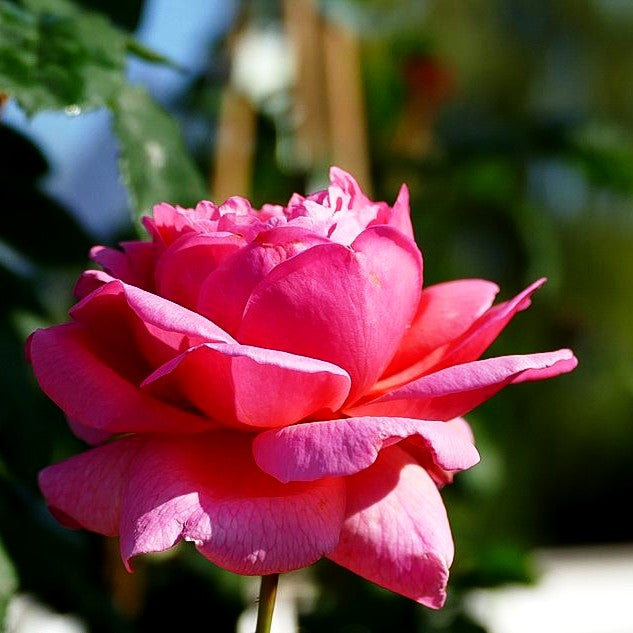 Strauchrose 'Princss.Alexandra of Kent' (Rosa STR VI)