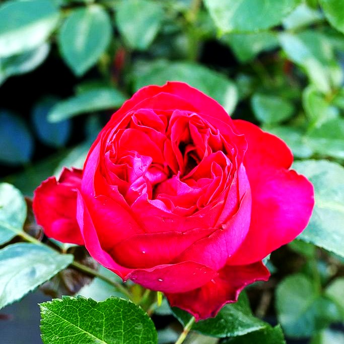 Strauchrose 'Red Eden Rose' (Rosa STR VI)