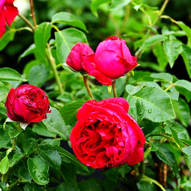 Strauchrose 'Red Eden Rose' (Rosa STR VI)