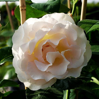 Strauchrose 'Rokoko' (Rosa STR III)