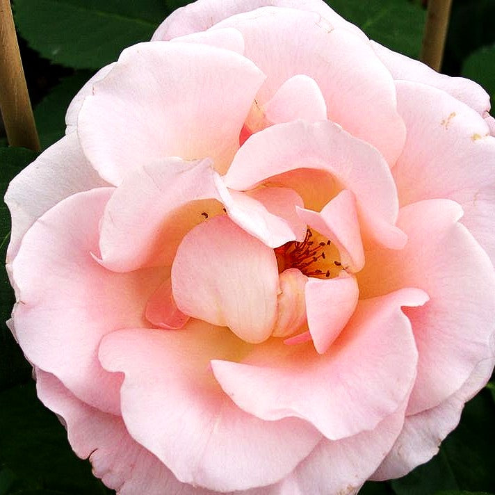 Strauchrose 'Rokoko' (Rosa STR III)