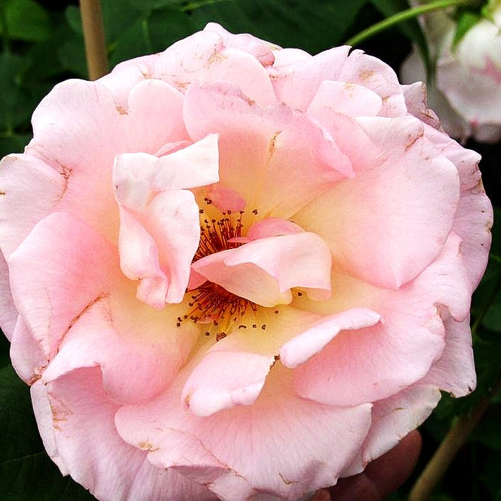 Strauchrose 'Rokoko' (Rosa STR III)