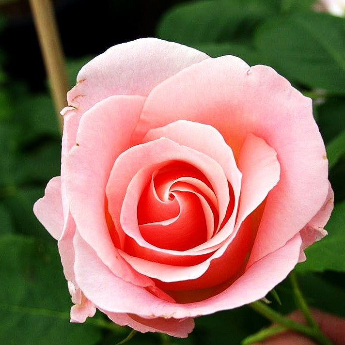 Strauchrose 'Rokoko' (Rosa STR III)