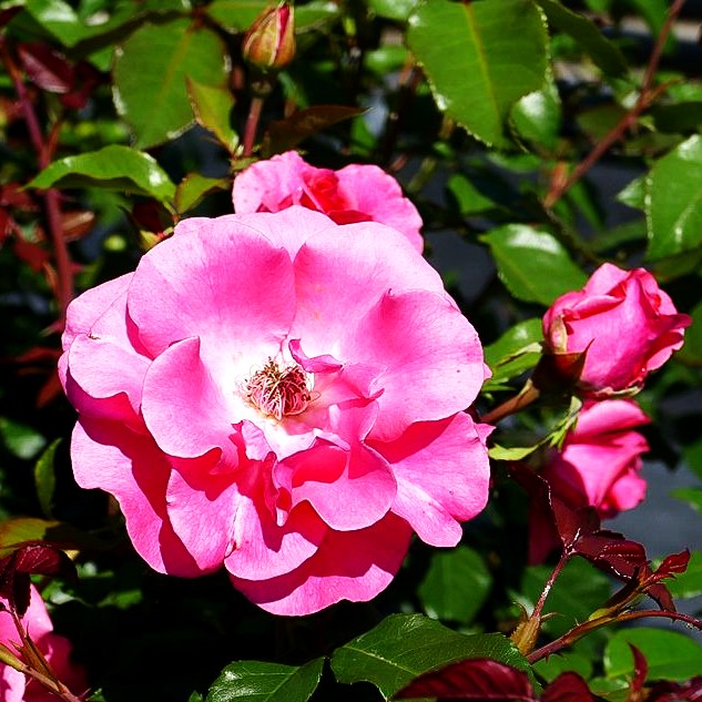 Strauchrose 'Romanze' (Rosa STR III)