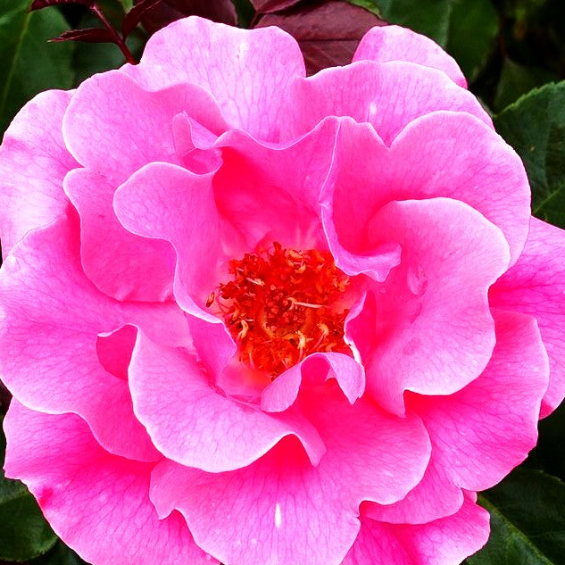 Strauchrose 'Romanze' (Rosa STR III)