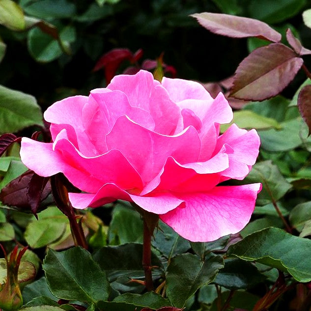 Strauchrose 'Romanze' (Rosa STR III)