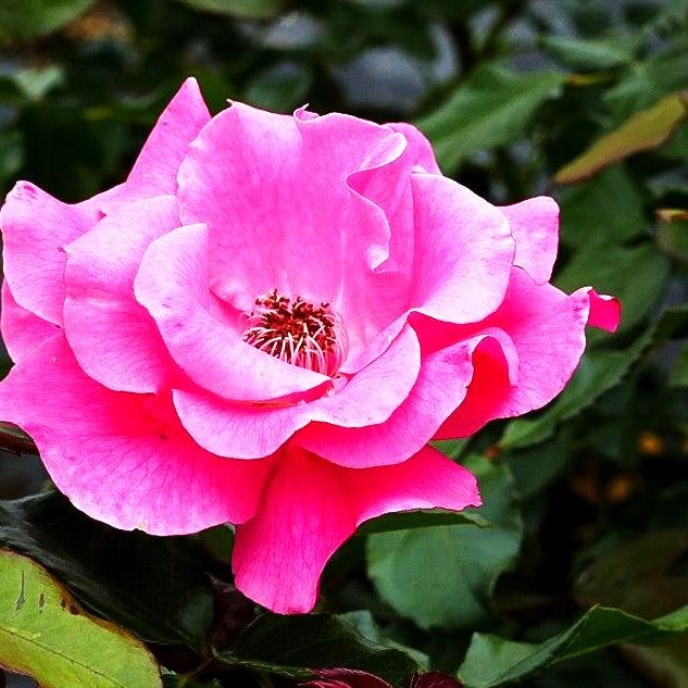Strauchrose 'Romanze' (Rosa STR III)