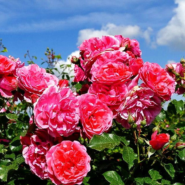 Strauchrose 'Rosarium Uetersen' -R- (Rosa STR V)