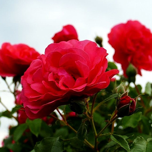 Strauchrose 'Rosarium Uetersen' -R- (Rosa STR V)