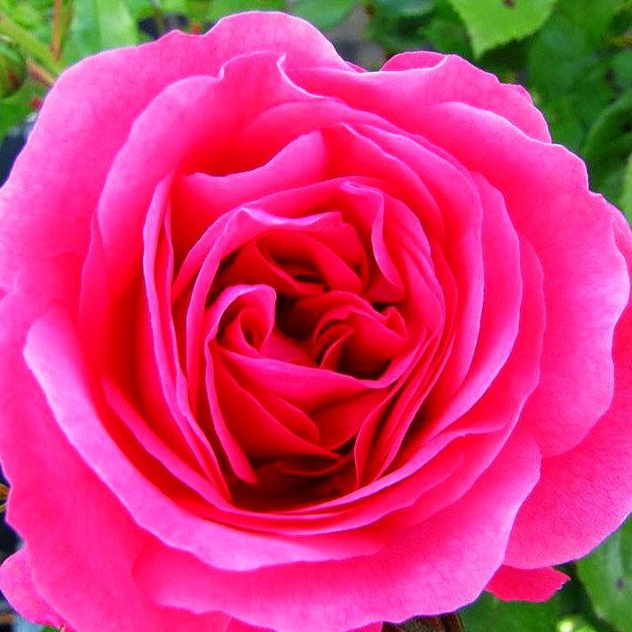 Strauchrose 'Rosarium Uetersen' -R- (Rosa STR V)