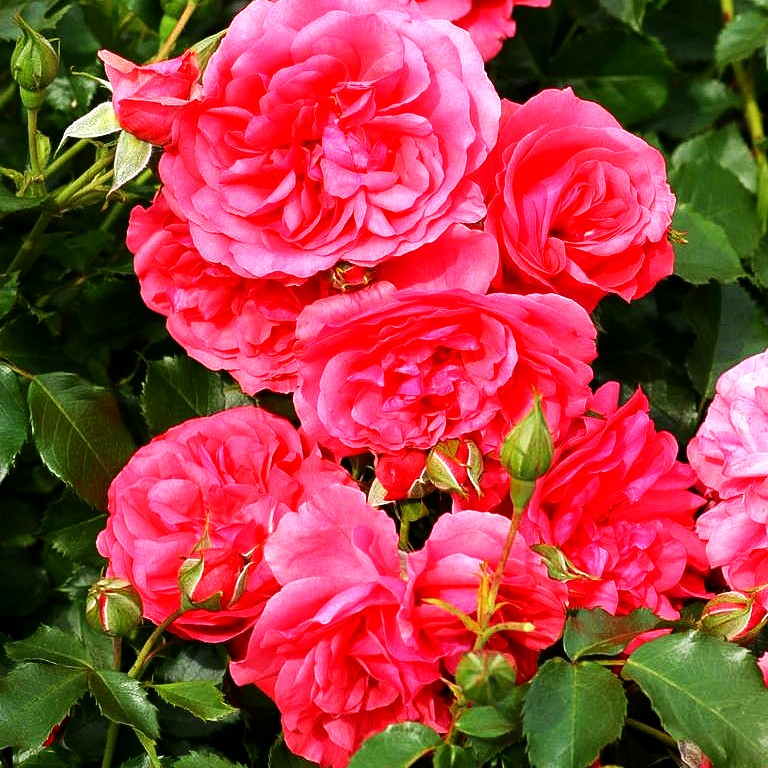 Strauchrose 'Rosarium Uetersen' -R- (Rosa STR V)