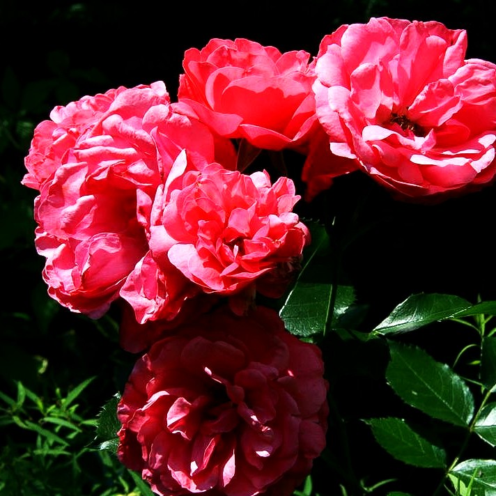 Strauchrose 'Rosarium Uetersen' -R- (Rosa STR V)