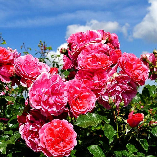 Strauchrose 'Rosarium Uetersen' -R- (Rosa STR V)