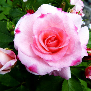 Strauchrose 'Rosenstadt Freising' (Rosa STR V)