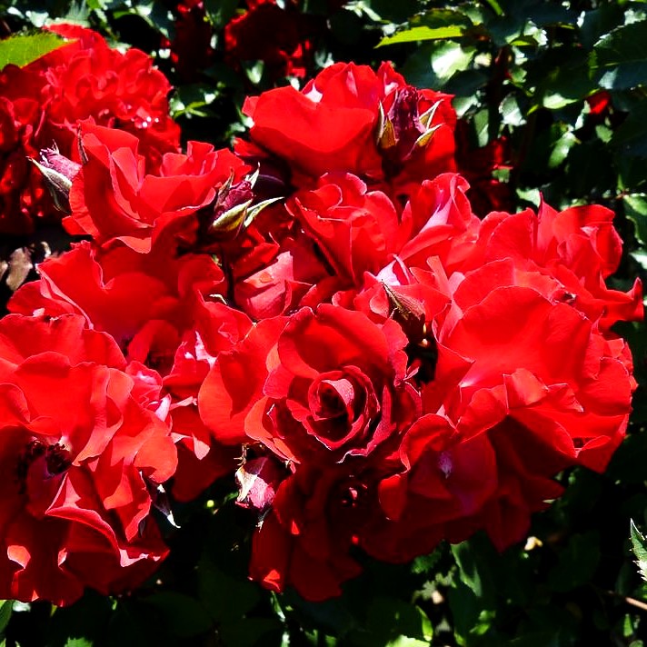 Strauchrose 'Roter Korsar' (Rosa STR IV)