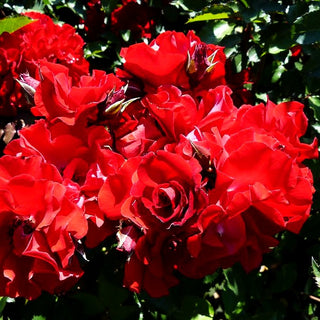 Strauchrose 'Roter Korsar' (Rosa STR IV)