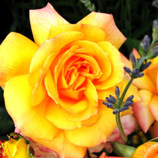 Strauchrose 'Sahara' (Rosa STR III)