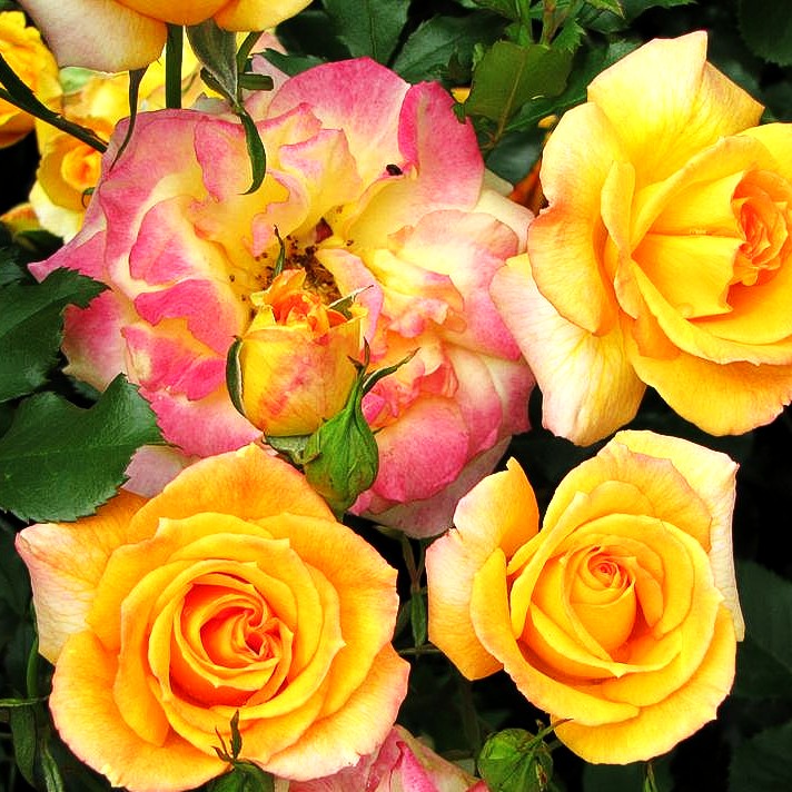 Strauchrose 'Sahara' (Rosa STR III)