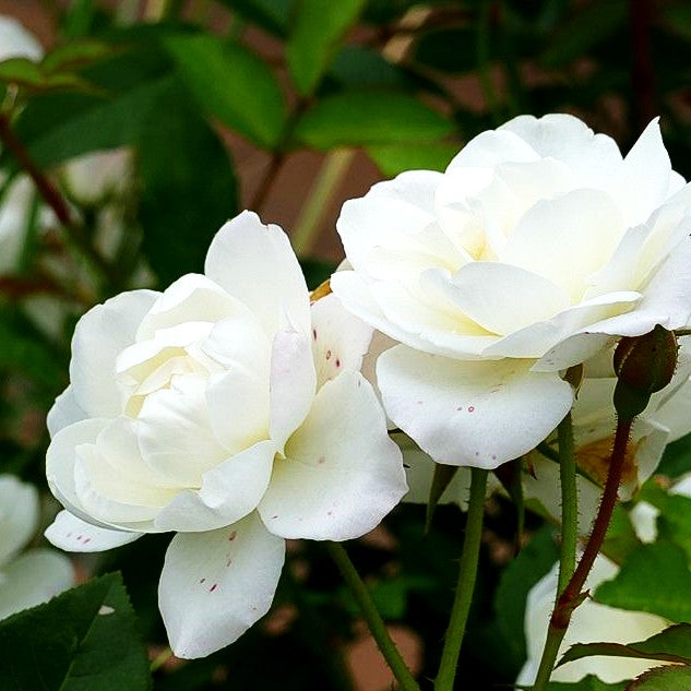 Strauchrose 'Schneewittchen' -R- (Rosa STR III)