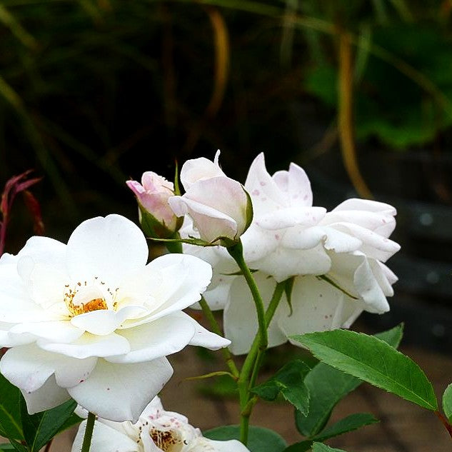 Strauchrose 'Schneewittchen' -R- (Rosa STR III)