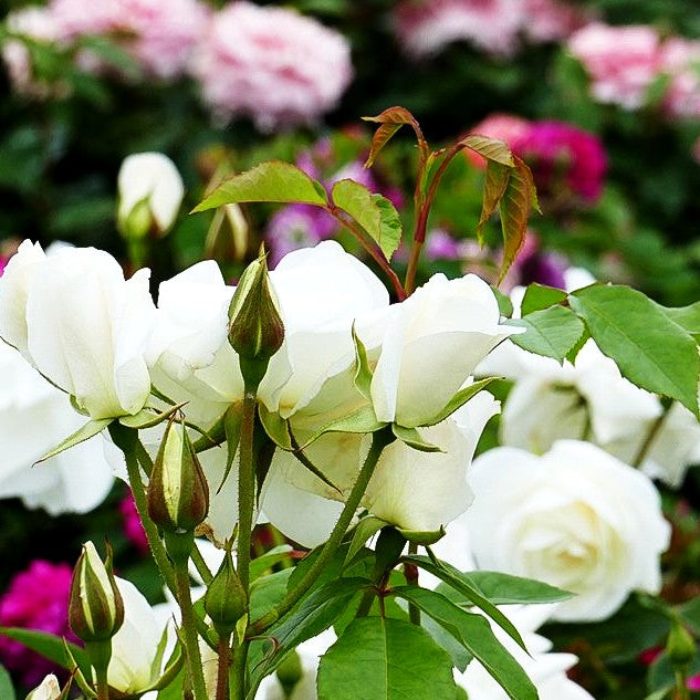 Strauchrose 'Schneewittchen' -R- (Rosa STR III)