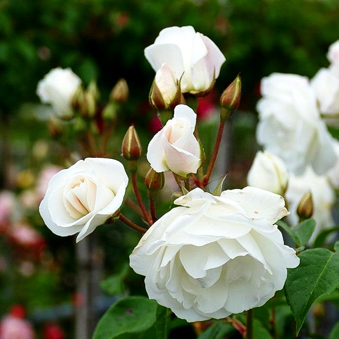 Strauchrose 'Schneewittchen' -R- (Rosa STR III)