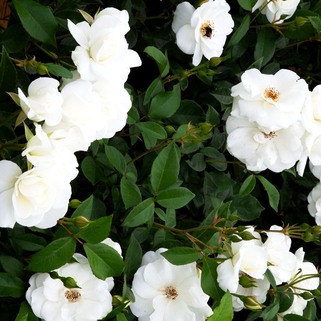Strauchrose 'Schneewittchen' -R- (Rosa STR III)