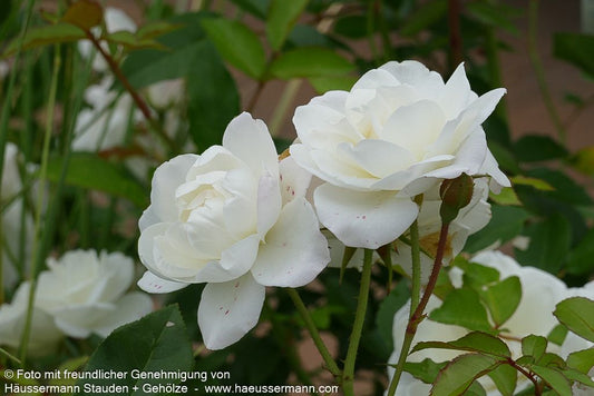 Strauchrose 'Schneewittchen'  -R- 'Schneewittchen' (Rosa  STR III)