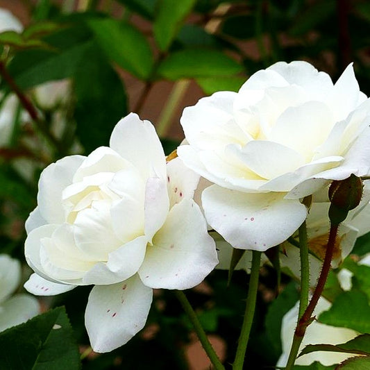 Strauchrose 'Schneewittchen' -R- (Rosa STR III)