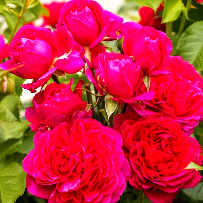 Strauchrose 'Soul' -R- (Rosa STR VI)