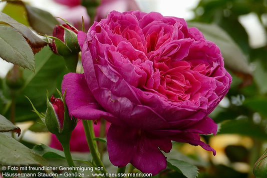 Strauchrose 'Soul'  -R- 'Soul' (Rosa  STR VI)