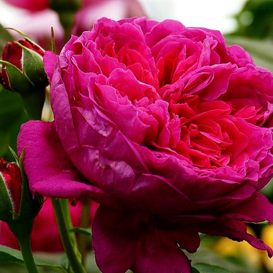 Strauchrose 'Soul' -R- (Rosa STR VI)