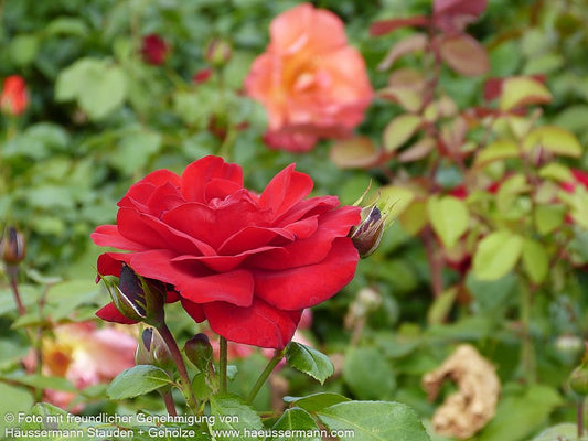 Strauchrose 'Ulmer Münster' (Rosa  STR III)